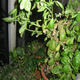 Illustration for article titled My Basil Plant Tasks Me